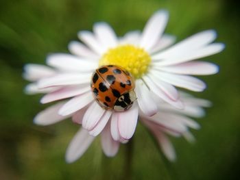 Close-up of insect on yellow flower