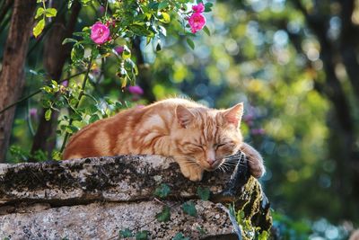 Cat lying down on flower