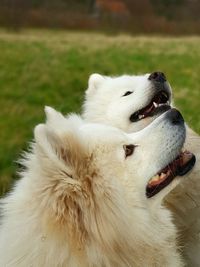 Close-up of a dog
