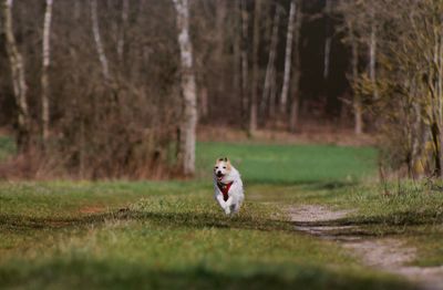 Dog running on field