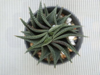 High angle view of potted plant on table