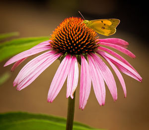 Close-up of bumblebee on purple coneflower