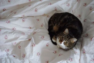 High angle view of cat sleeping on bed