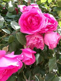 Close-up of pink flowers blooming outdoors