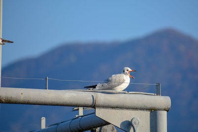 Seagull perching on railing