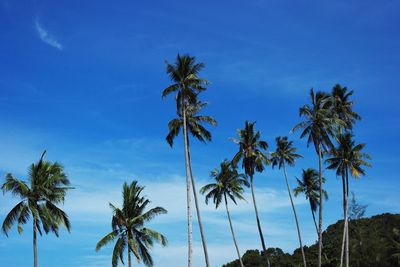 Low angle view of palm trees against blue sky