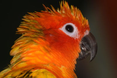 Sun conure parrot- close-up head shot