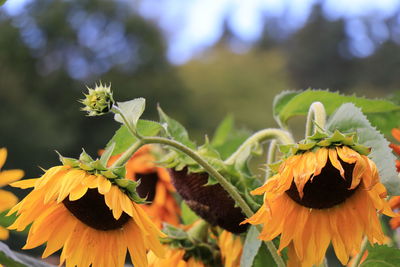 Close-up of yellow flowering plant