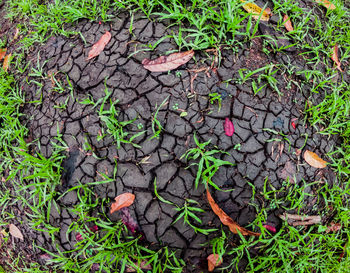 High angle view of plants on field