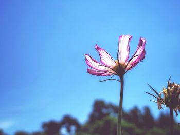 Close-up of pink flowering plant against blue sky