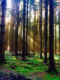 Trees in forest