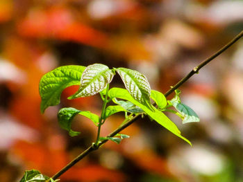 Close-up of green leaves