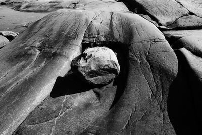 Full frame shot of tree trunk