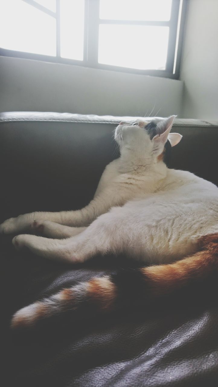 CAT RELAXING ON WINDOW