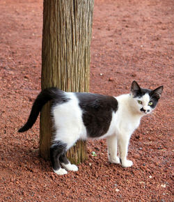 Portrait of cat on street