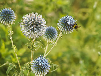 Close-up of bee on purple flowering plant