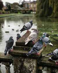 Pigeons perching on a lake