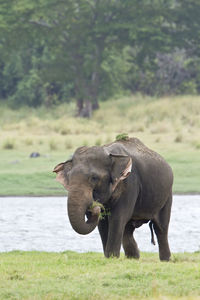 Elephant in a field