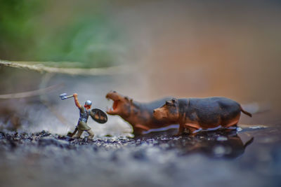 Close-up of crab on rock