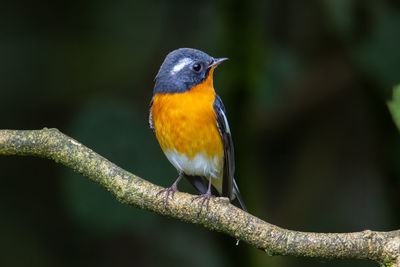 A migration bird mugimaki flycatcher on the branch found in sabah borneo