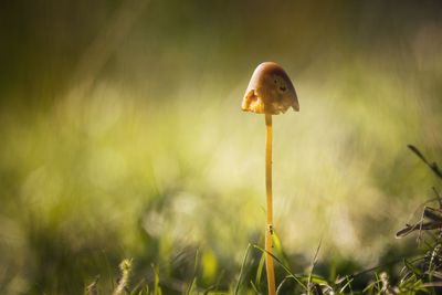 Close-up of mushroom growing on field