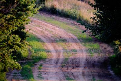 Dirt road passing through forest