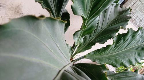 Close-up of plant leaves
