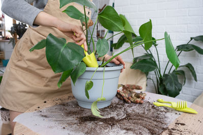 Midsection of woman holding potted plant