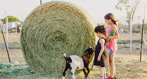 Full length of sisters with goat by hay bale on field