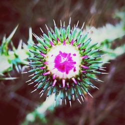 Close-up of dandelion