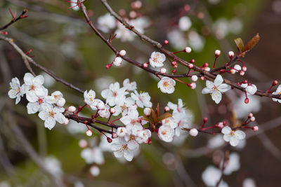 Low angle view of apple blossoms in spring