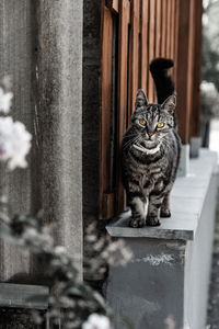 Portrait of cat sitting outdoors