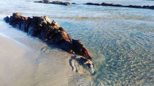 High angle view of crab on beach