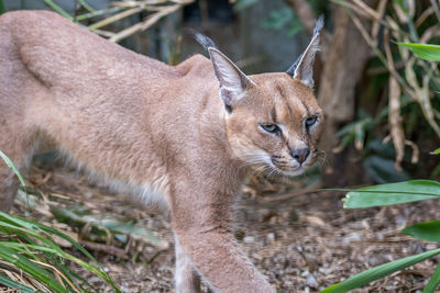 Close-up of cat