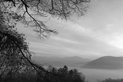 Silhouette bare tree against sky