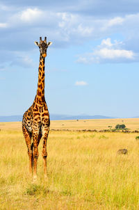 View of giraffe on land