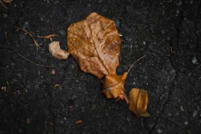 High angle view of maple leaf on autumn leaves