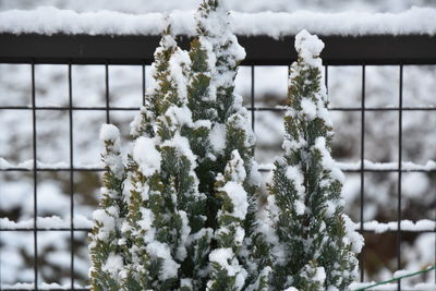 Close-up of frozen plant on snow covered tree