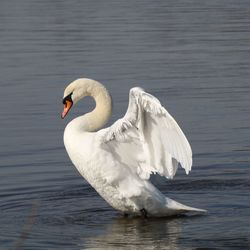 Swan spreading wings in lake