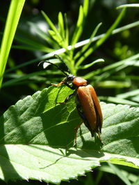 Close-up of insect on plant