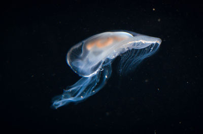 Close-up of jellyfish swimming in sea