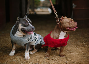 View of a dog looking away