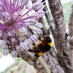 Close-up of bee pollinating on flower