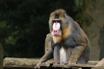 Close-up of monkey