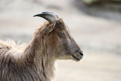 Side view of a horse looking away