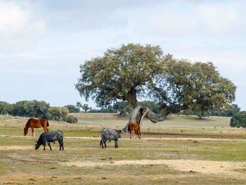 Horses on field against sky