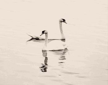 Swan swimming on lake