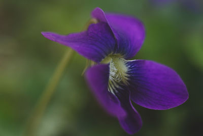 Close-up of purple flower