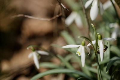 Close-up of flower