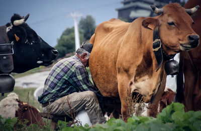 Close-up of cow standing on field